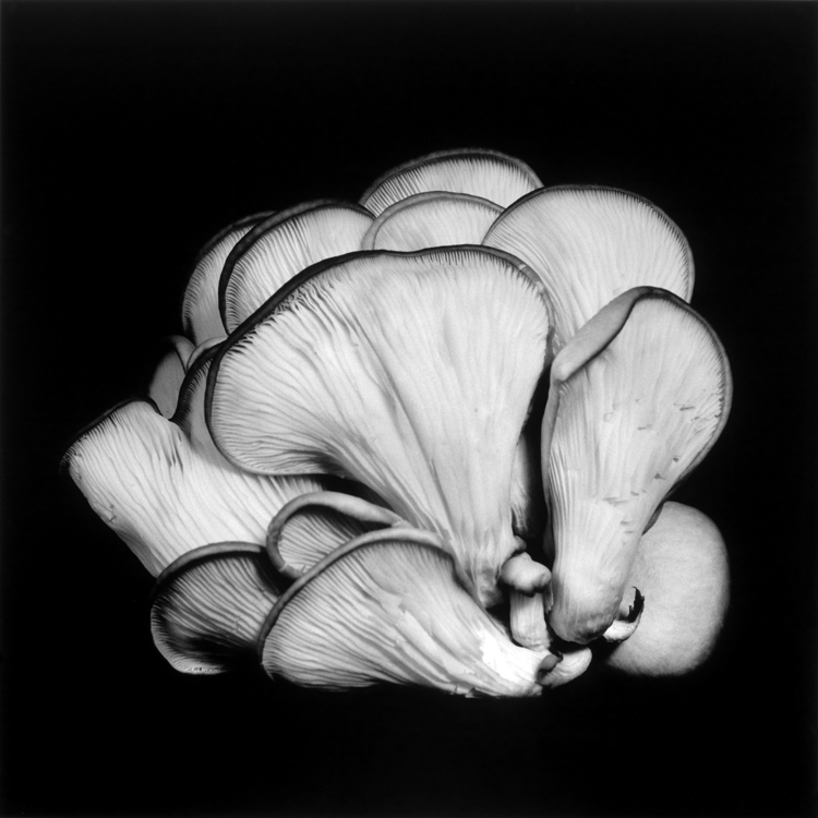 dejeuner. Dale M Reid Photography. Oyster Mushroom series. 2015.