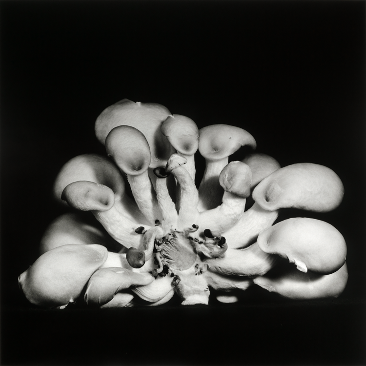 dejeuner. Dale M Reid Photography. Oyster Mushroom series. 2015.