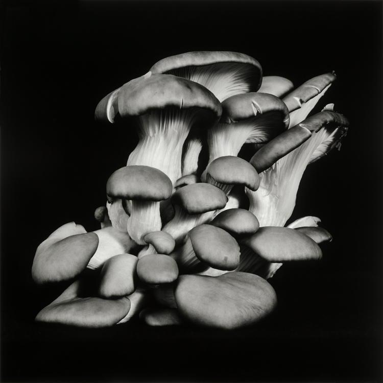 dejeuner. Dale M Reid Photography. Oyster Mushroom series. 2015.