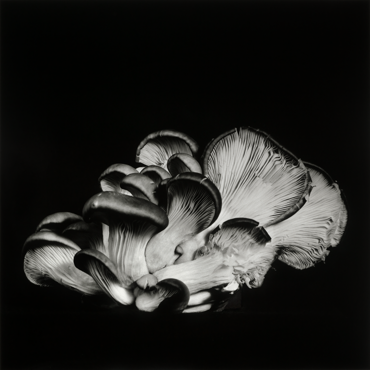 dejeuner. Dale M Reid Photography. Oyster Mushroom series. 2015.