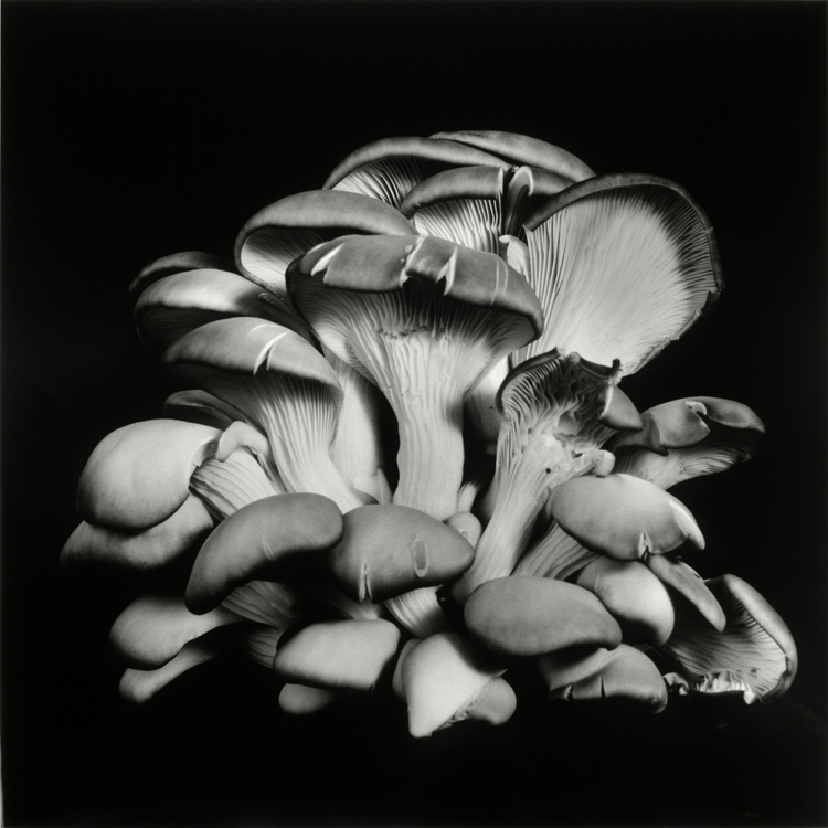 dejeuner. Dale M Reid Photography. Oyster Mushroom series. 2015.