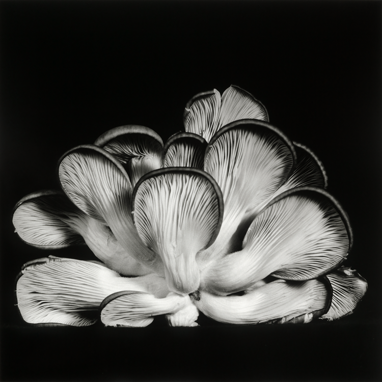 dejeuner. Dale M Reid Photography. Oyster Mushroom series. 2015.