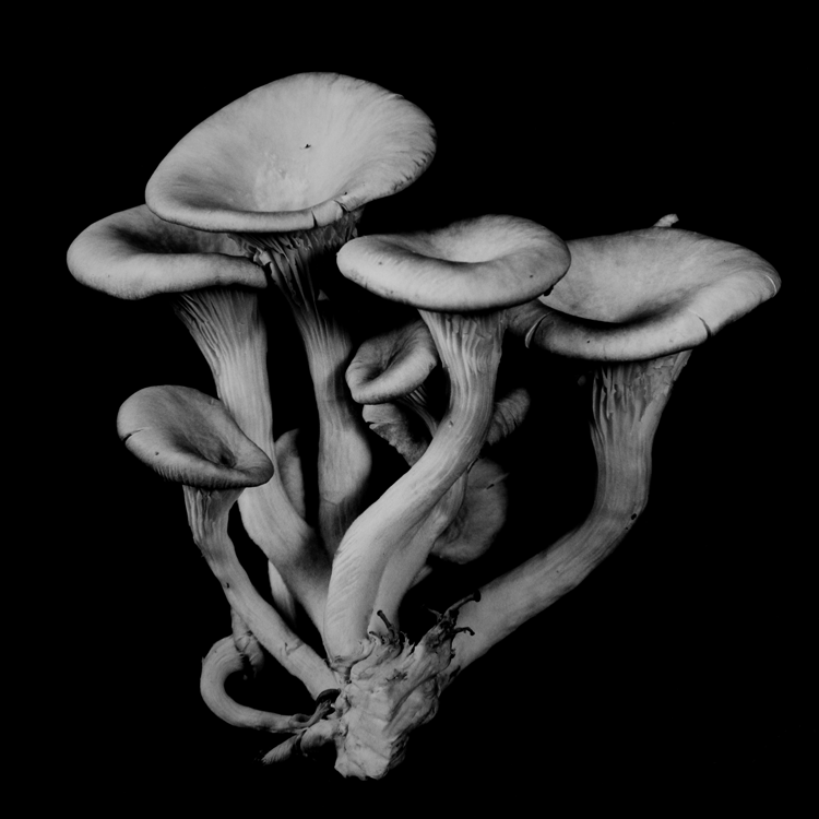 dejeuner. Dale M Reid Photography. Oyster Mushroom series. 2015.
