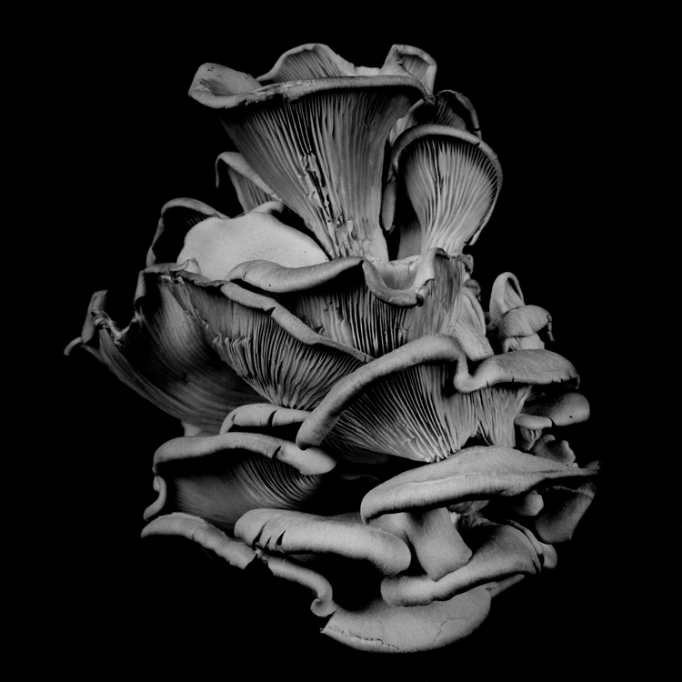 dejeuner. Dale M Reid Photography. Oyster Mushroom series. 2015.