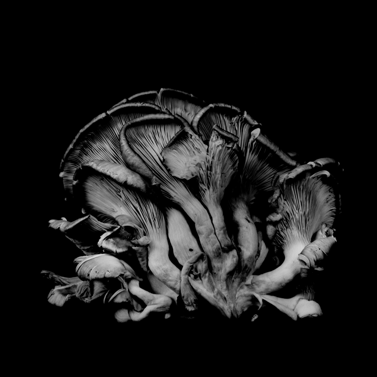 dejeuner. Dale M Reid Photography. Oyster Mushroom series. 2015.