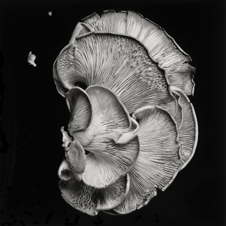 dejeuner. Dale M Reid Photography. Oyster Mushroom series. 2015.