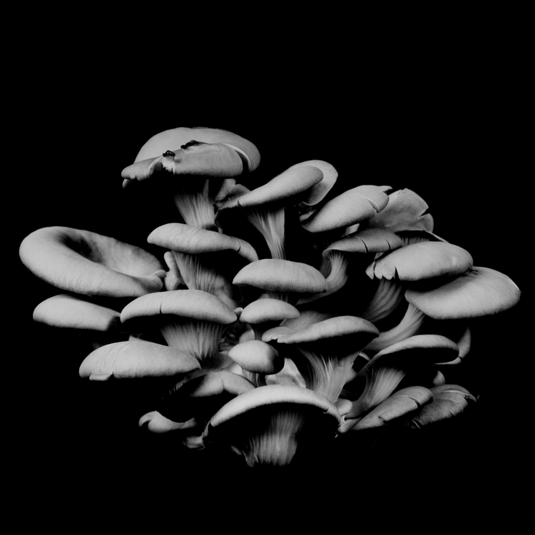 dejeuner. Dale M Reid Photography. Oyster Mushroom series. 2015.