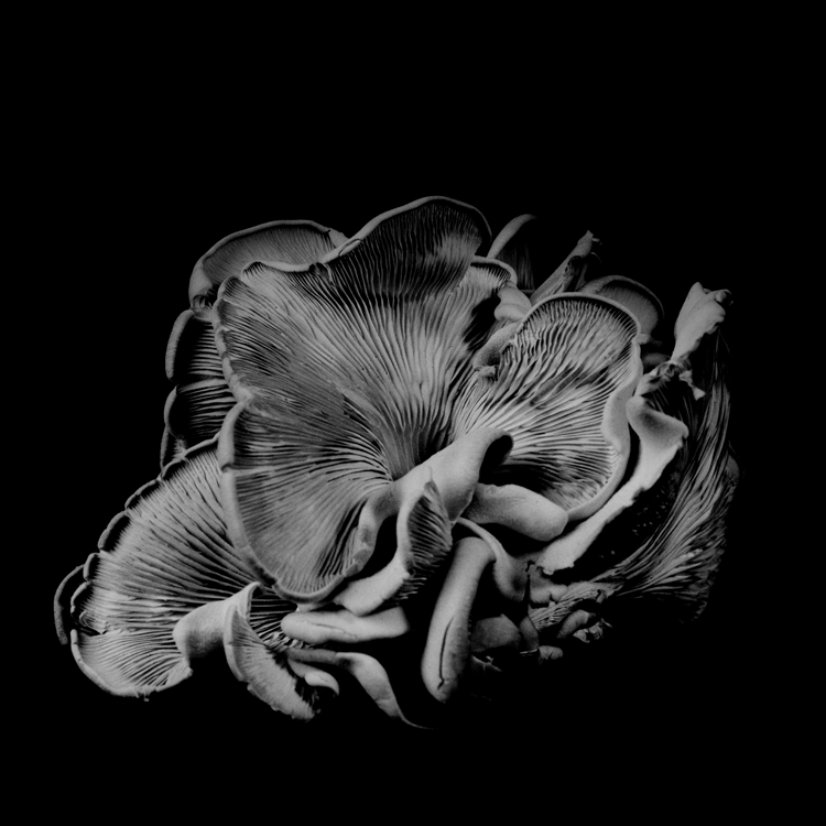 dejeuner. Dale M Reid Photography. Oyster Mushroom series. 2015.