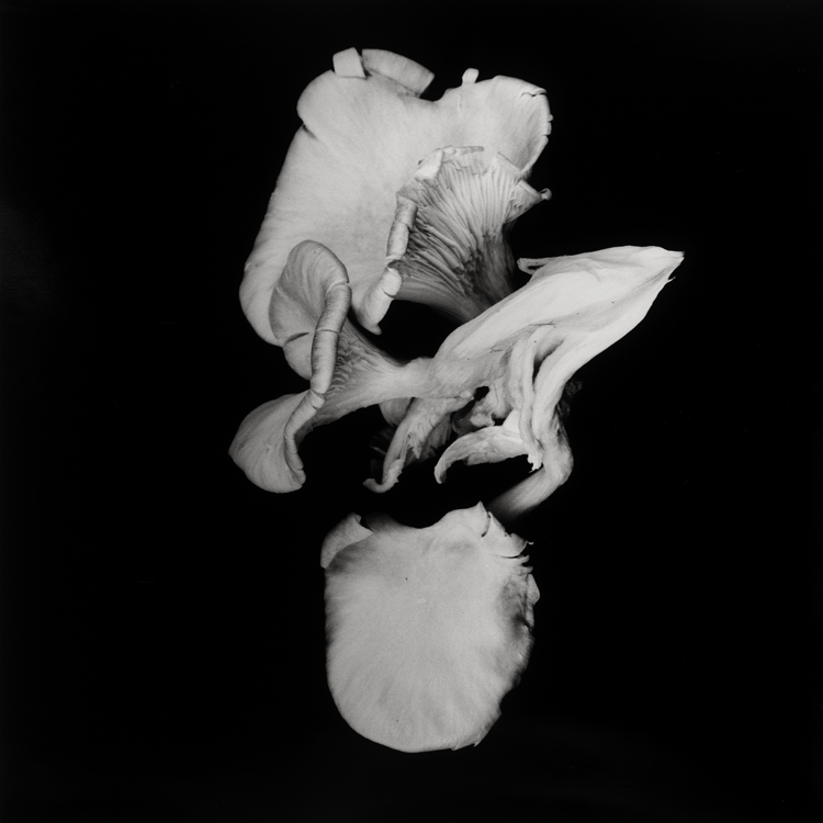 dejeuner. Dale M Reid Photography. Oyster Mushroom series. 2015.