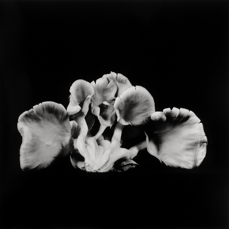 dejeuner. Dale M Reid Photography. Oyster Mushroom series. 2015.