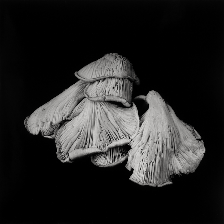 dejeuner. Dale M Reid Photography. Oyster Mushroom series. 2015.