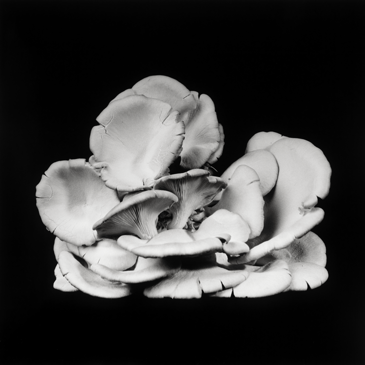 dejeuner. Dale M Reid Photography. Oyster Mushroom series. 2015.