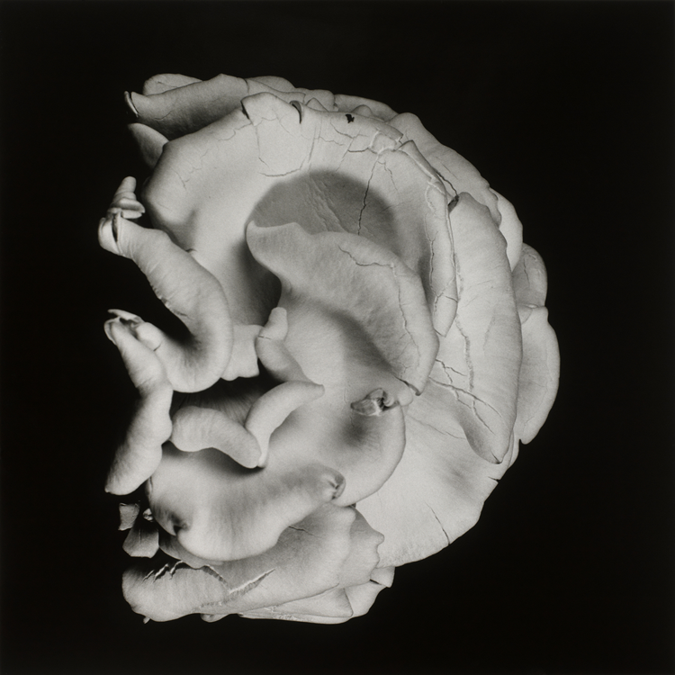 dejeuner. Dale M Reid Photography. Oyster Mushroom 2. 2012.