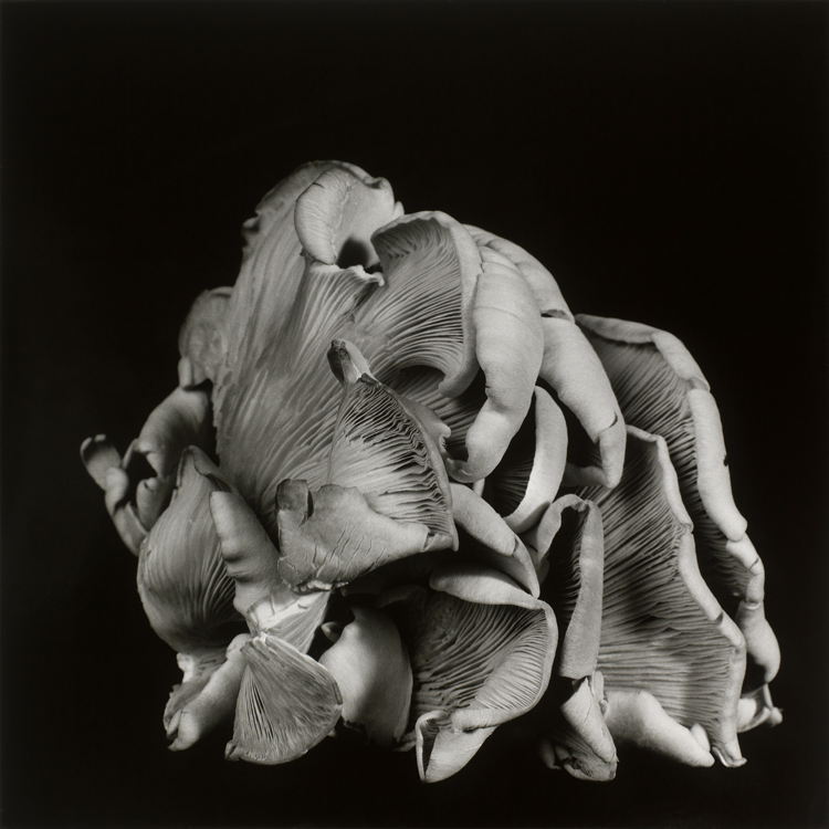 dejeuner. Dale M Reid Photography. Oyster Mushroom series. 2015.