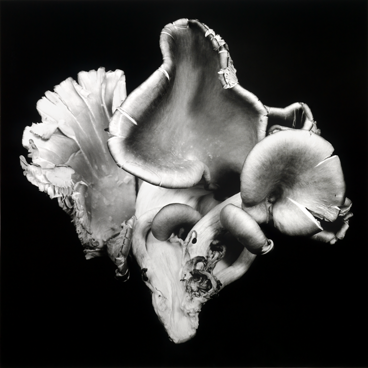 dejeuner. Dale M Reid Photography. Oyster Mushroom series. 2015.