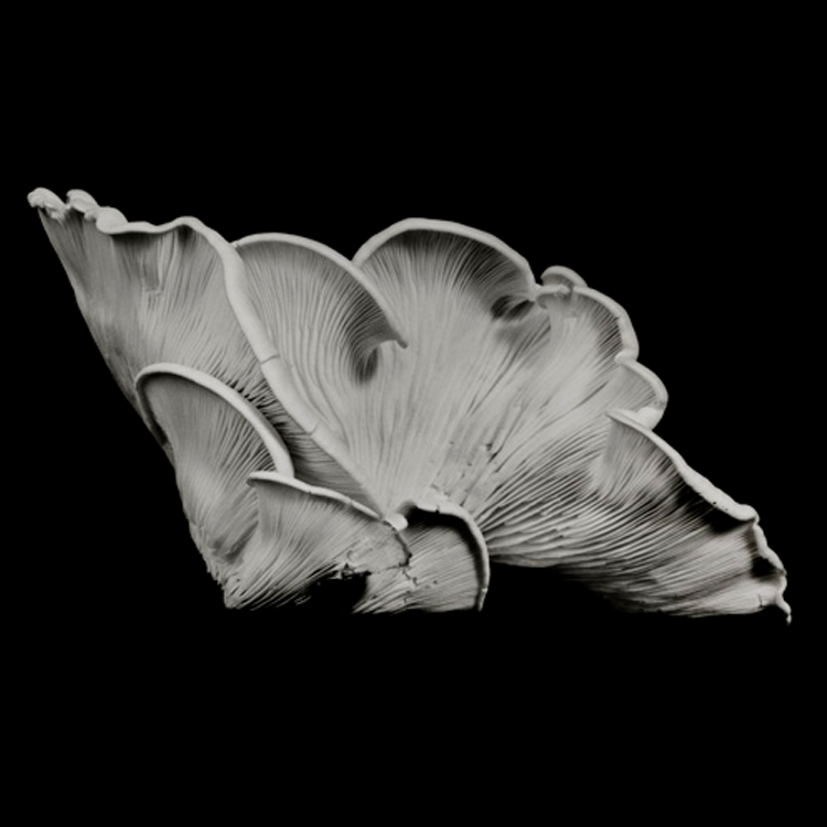 dejeuner. Dale M Reid Photography. Oyster Mushroom series. 2015.