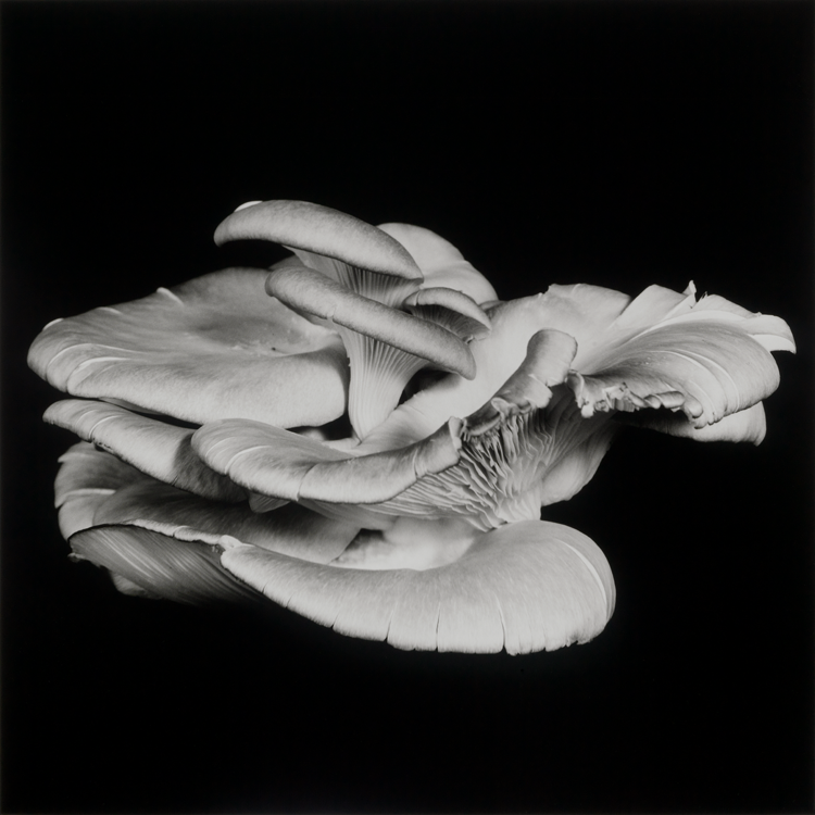 dejeuner. Dale M Reid Photography. Oyster Mushroom series. 2015.