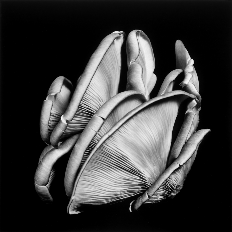 dejeuner. Dale M Reid Photography. Oyster Mushroom series. 2015.