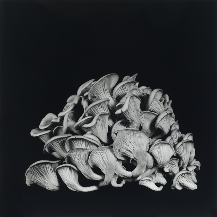 dejeuner. Dale M Reid Photography. Oyster Mushroom series. 2015.