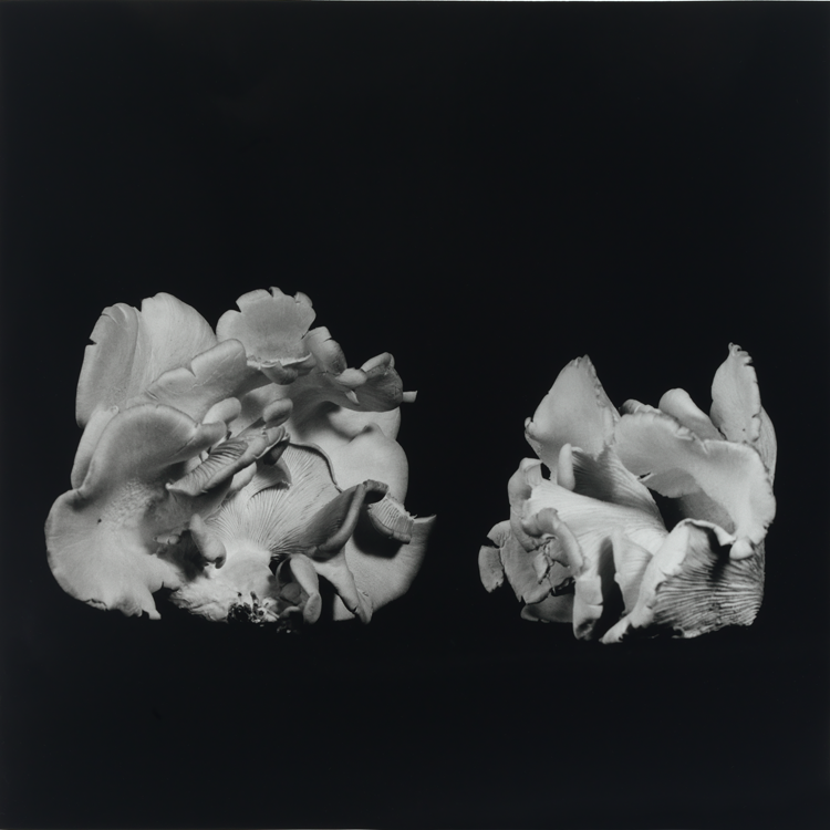 dejeuner. Dale M Reid Photography. Oyster Mushroom series. 2015.