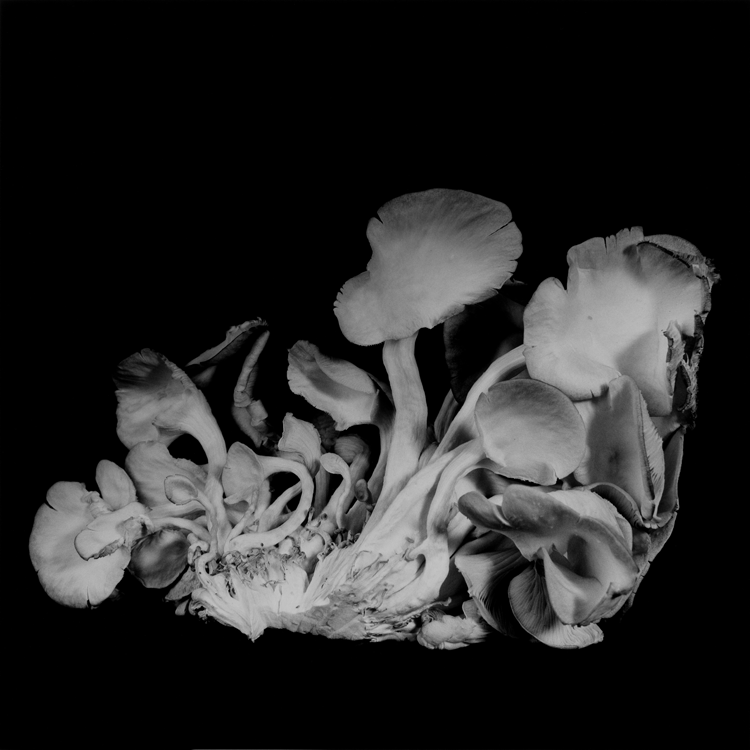 dejeuner. Dale M Reid Photography. Oyster Mushroom series. 2015.