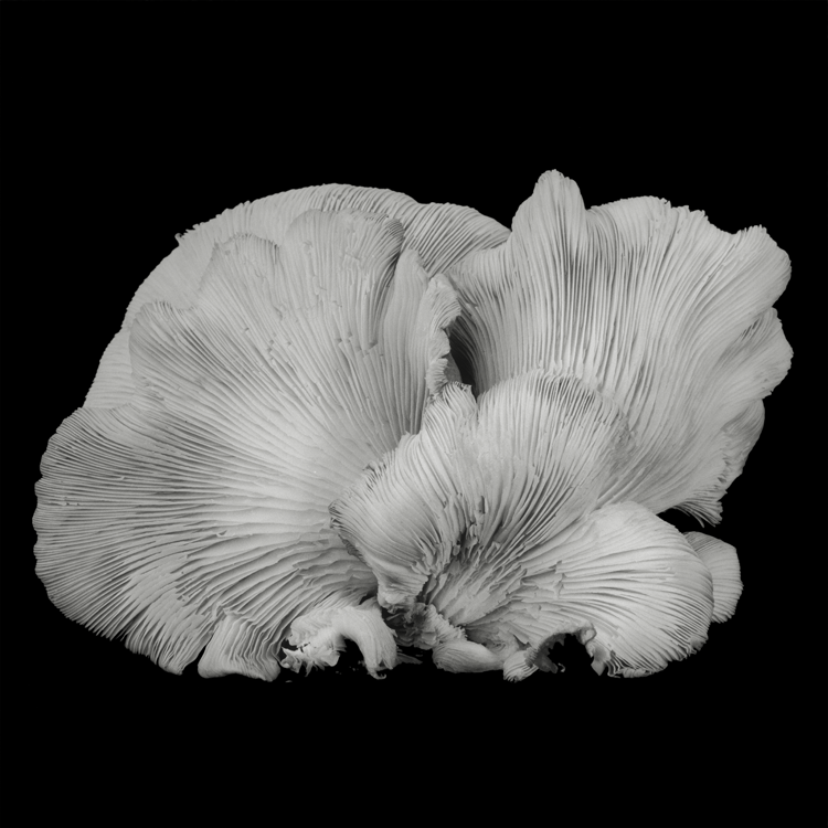 dejeuner. Dale M Reid Photography. Oyster Mushroom series. 2016.