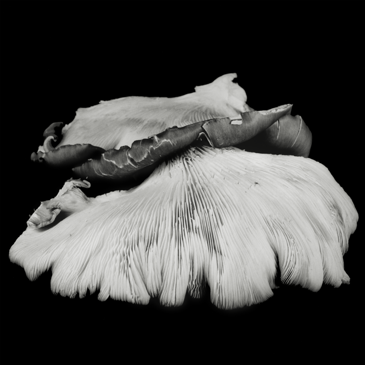 Dale M Reid. Fine Art Photography. Oyster Mushroom series. 2016.