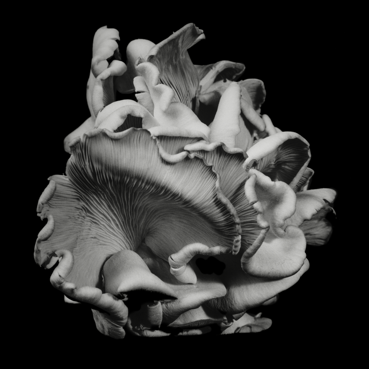 dejeuner. Dale M Reid. Fine Art Photography. Oyster Mushroom series. 2016.