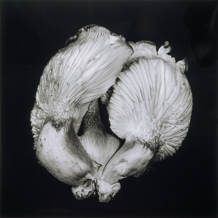 dejeuner. Dale M Reid. Fine Art Photography. Oyster Mushroom series. 2016.