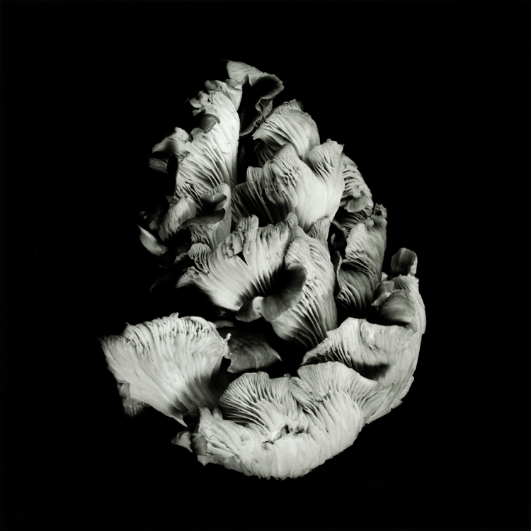 dejeuner. Dale M Reid Photography. Oyster Mushroom series. 2019.