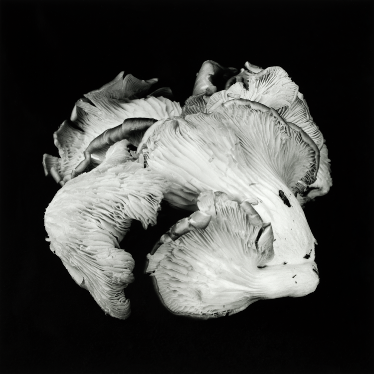 dejeuner. Dale M Reid Photography. Oyster Mushroom series. 2019.