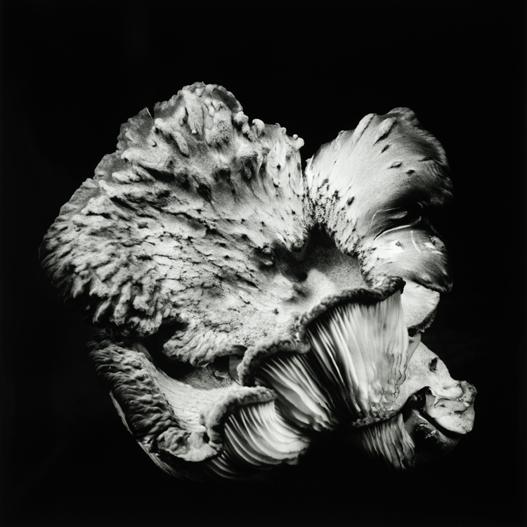 dejeuner. Dale M Reid Photography. Oyster Mushroom series. 2019.