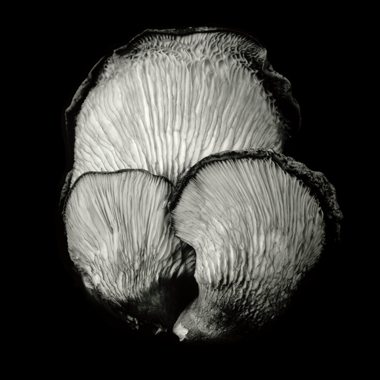 dejeuner. Dale M Reid Photography. Oyster Mushroom series. 2019.