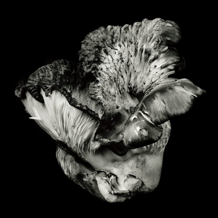 dejeuner. Dale M Reid Photography. Oyster Mushroom series. 2019.