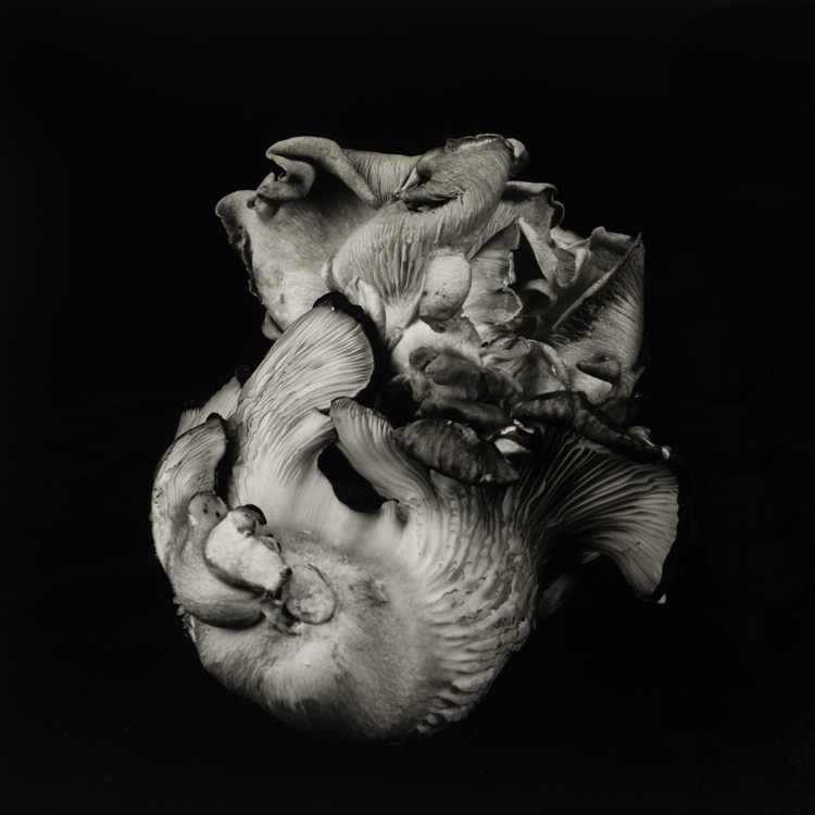 dejeuner. Dale M Reid Photography. Oyster Mushroom series. 2021.