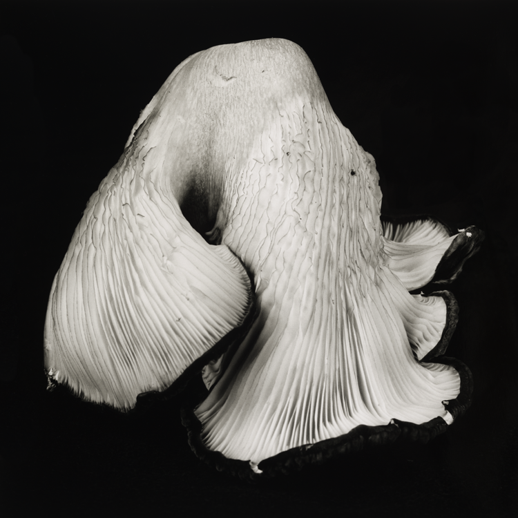 dejeuner. Dale M Reid Photography. Oyster Mushroom series. 2021.