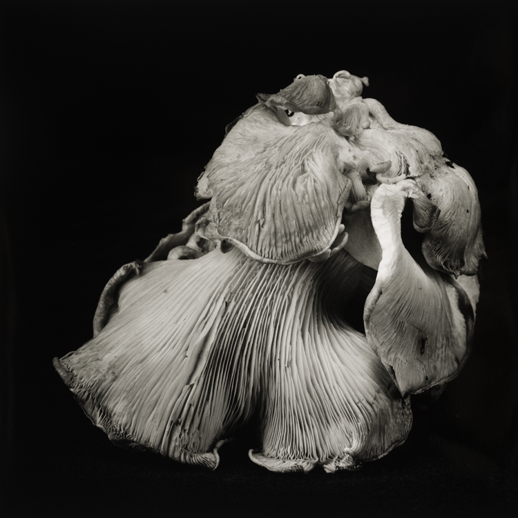 dejeuner. Dale M Reid Photography. Oyster Mushroom series. 2021.