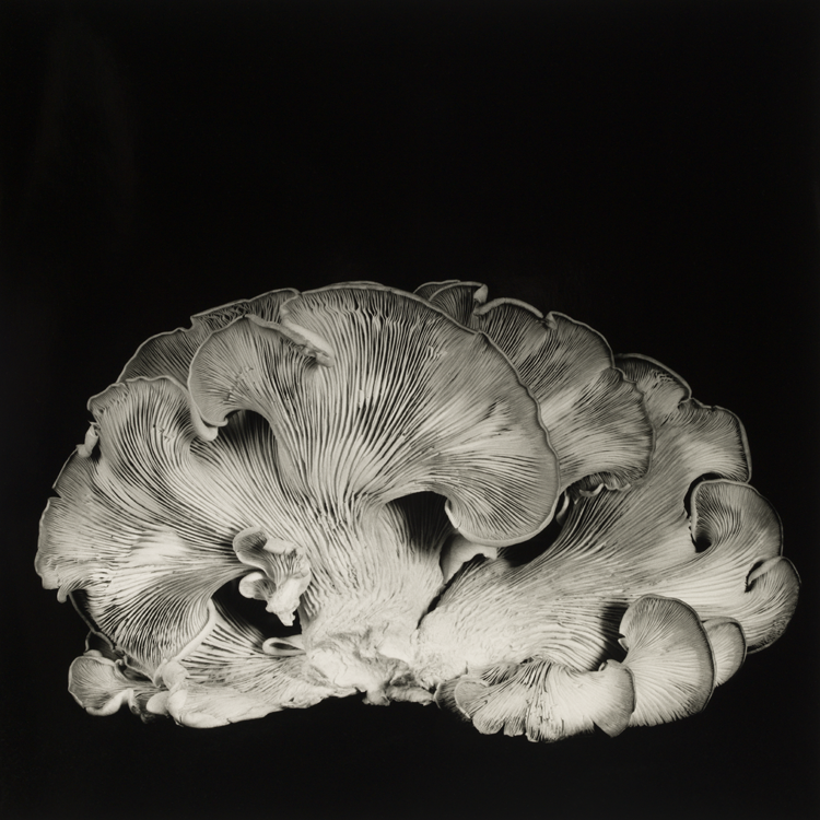 dejeuner. Dale M Reid Photography. Oyster Mushroom series. 2021.