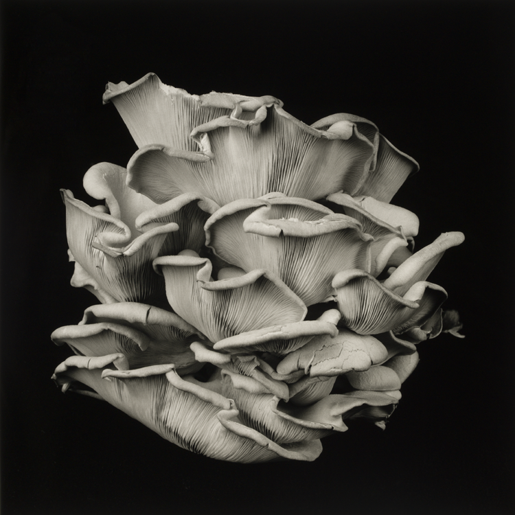 dejeuner. Dale M Reid Photography. Oyster Mushroom series. 2021.