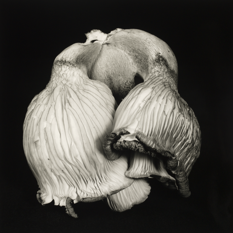 dejeuner. Dale M Reid Photography. Oyster Mushroom series. 2021.